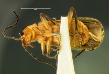 Media type: image;   Entomology 3403 Aspect: habitus ventral view